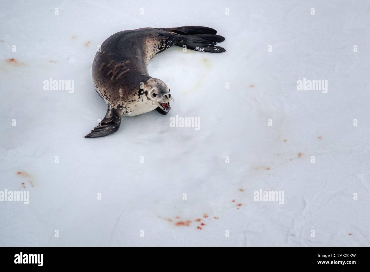 The seal on the ice, viewed from high angle with copy space. Wild animal life of Antarctica nature picture Stock Photo