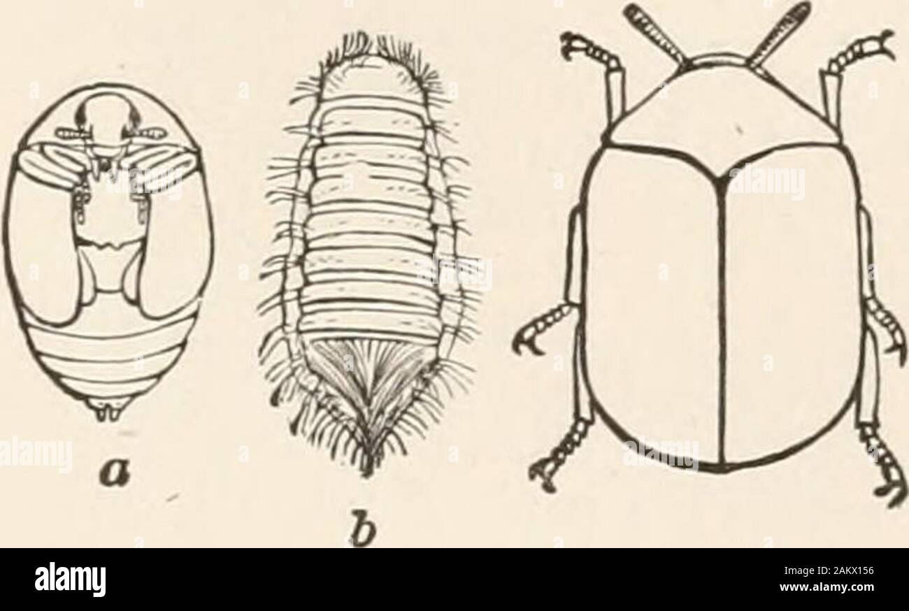 Entomology for beginners; for the use of young folks, fruitgrowers, farmers, and gardeners; . FIG. 119.—Ipsfasci-atus. a, larva. ORDER COLEOPTERA. Ill Family Dermestidae.—Small oval or elongate beetles; body usual-ly scaly or pubescent. Dermcstes lardarius Liuii. in the larva slateis destructive to museum collections, especially insects, as is that ofAttugenus pellio, which also eats holes in carpets; while the worst. FIG. 120.—Larva of His-ter merdarius. FIG. 1;!!.— Museum pest, a, pupa; 6, larva. museum pest is Anthrenus varius Fabr. (Fig. 121). A. scrophula-rweLiun. is the carpet beetle, in Stock Photo