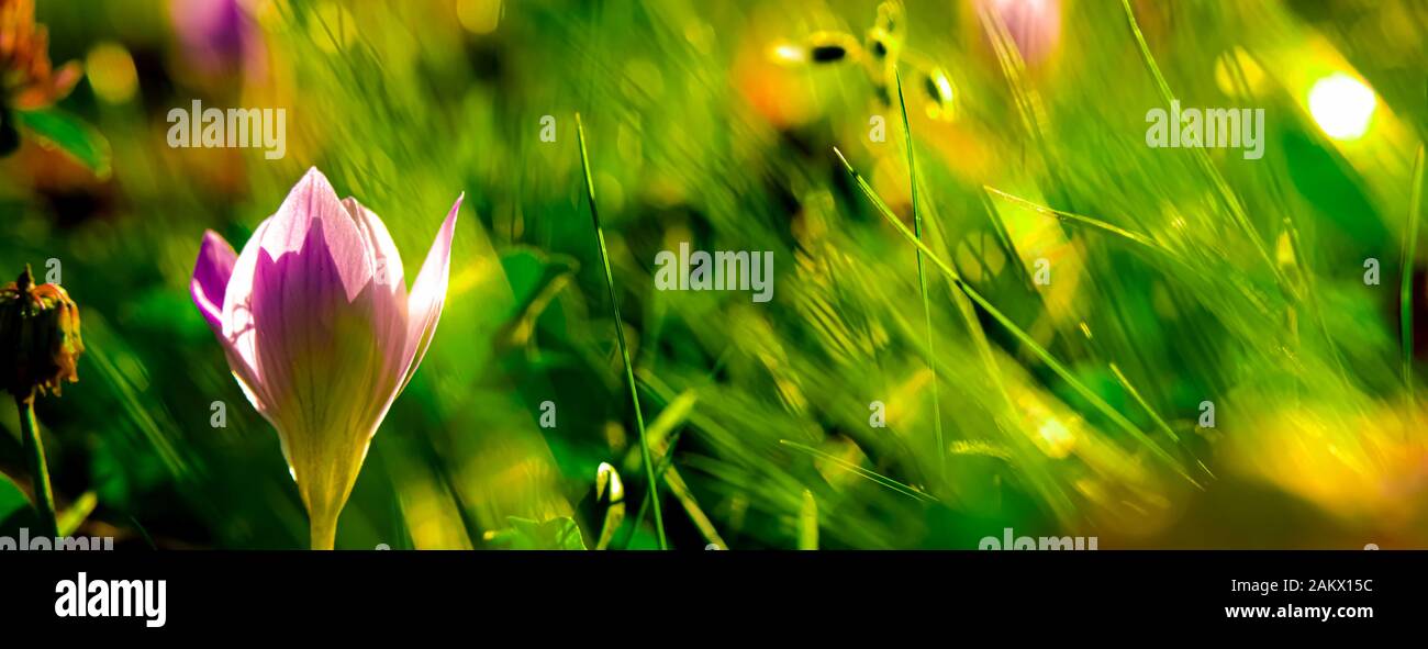 Nice tender lilac flower close-up. Autumn crocus, colchicum autumnale, meadow suffron flowers at the sunset. Stock Photo