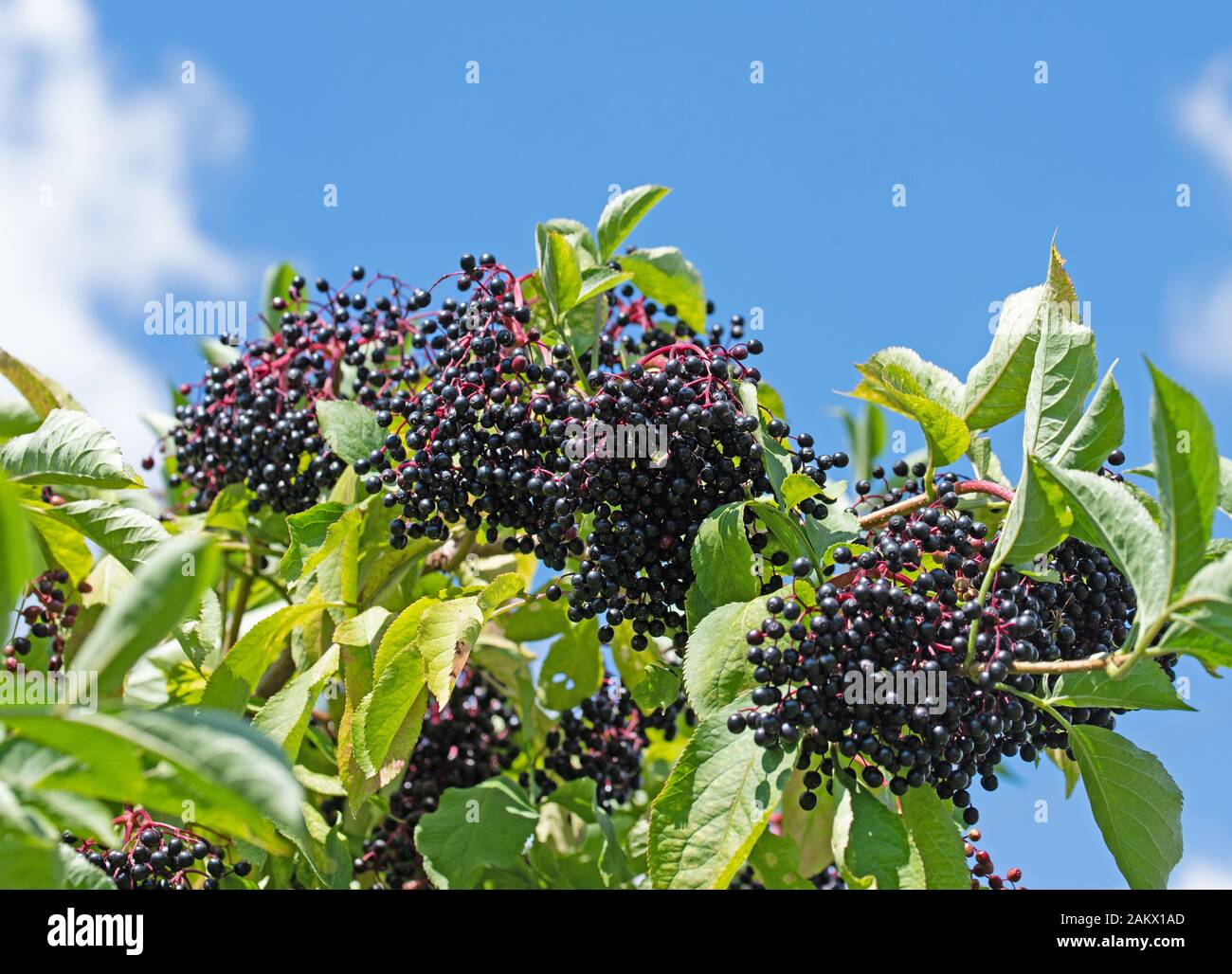 Ripe elderberries on the bush Stock Photo