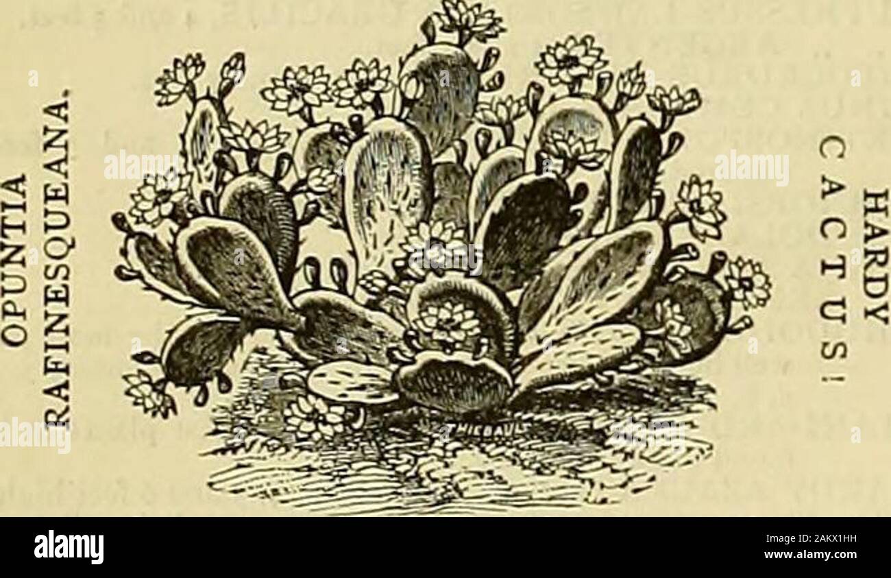 The Gardeners' chronicle : a weekly illustrated journal of horticulture and allied subjects . R. SAXIFRAGA granulata, fl.pl.SPIRiEAaruncus „ fiUpendula fl.-pl. „ palmata elegansTRADESCANTIA virginica (five beautiful varieties). C O N 1 F E R vE, Haifa foot high. The best Golden and Silver Variegated sorts. ^r A WHOLESALE TRADE LIST, including SMALLCONIFERjE, HARDY PERENNIALS, HARDY ERICAS,HARDY AQUATICS, ALPINE PLANTS, &c., free on application. Tottenliam Nurseries, DEDEMSVAART, near ZWOLLE, NETHERLANDS. FOE SALE, A Large Quantity of SPRUCE FIR, 1 to 2, and 2 to 3 feet. Special Prices on appli Stock Photo