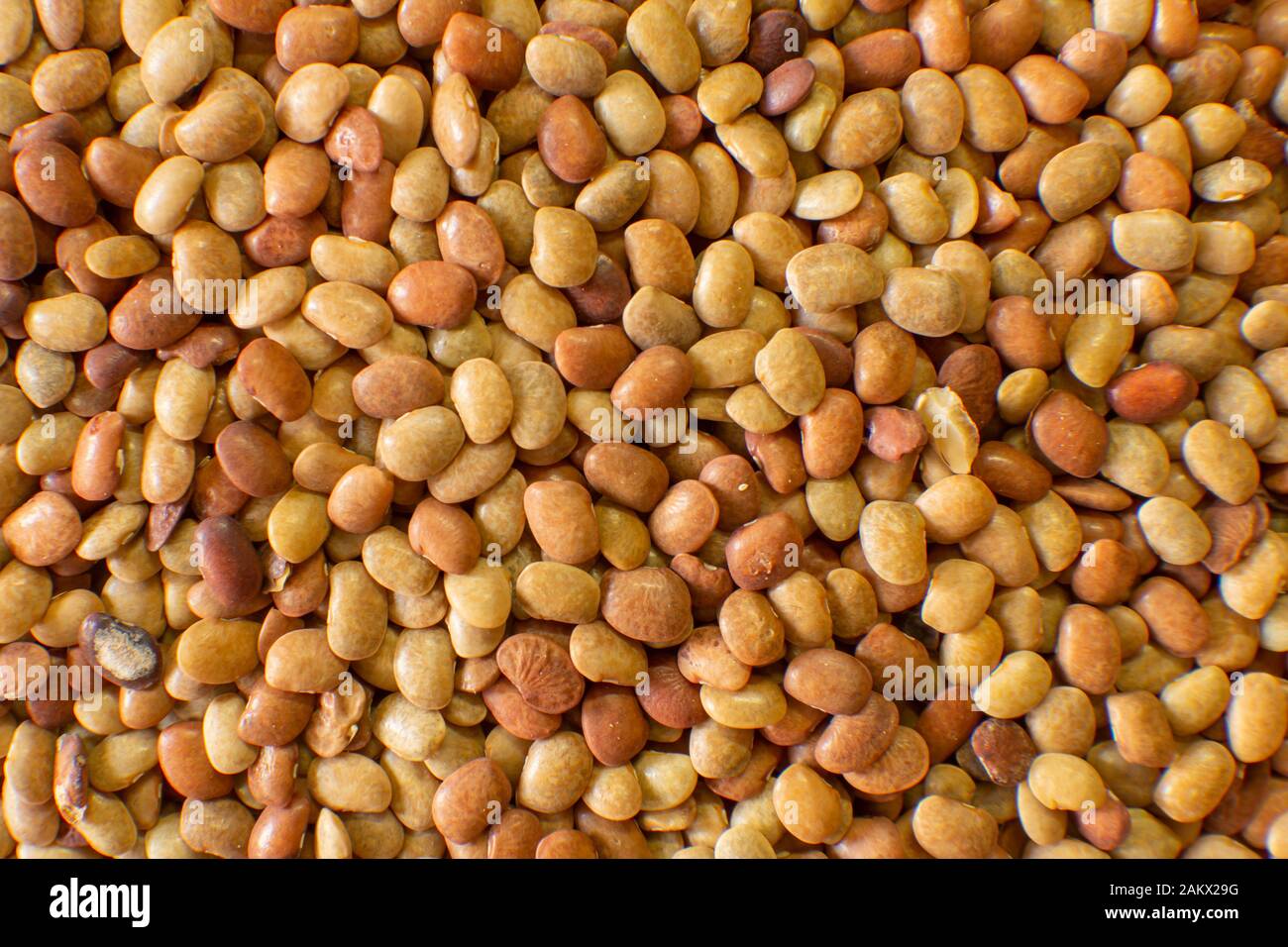 Horse Gram High Resolution Stock Photography and Images Alamy
