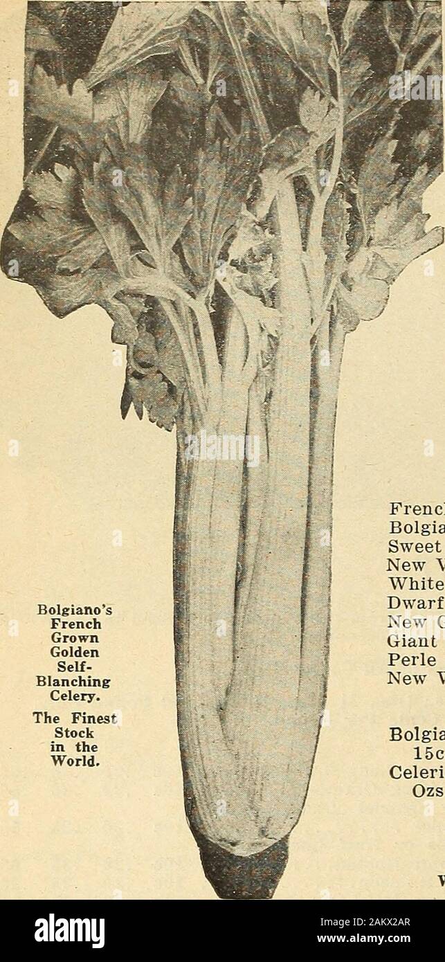 Bolgiano's 'big krop' seeds : 'tested and trusted' over a century market growers and truckers . Bolsianoe New Kins Carrot. 1818—J. Bolgiano & Son, Seedsmen, Baltimore, Md.—1920-1921. Bolgianos French GoldenSelf-Blanching Celery WOX THE BLUE RIBBOX AT THE SOUTH FLORIDAFAIR, HELD AT TAjMPA, FEBRUARY 13-22, 1919. Otfo Gottfried, of Manatee County, Fla., wrote: I se-ciirecl first prize at the Tfimpa, Fla., Fair, February 15-22.1919, for the best 10 hunches of Celery, tchich I grew fromyour French Golden Self-Blanching Celery Seed. Many of the Large Growers Around the Sanford, Florida, District Pla Stock Photo