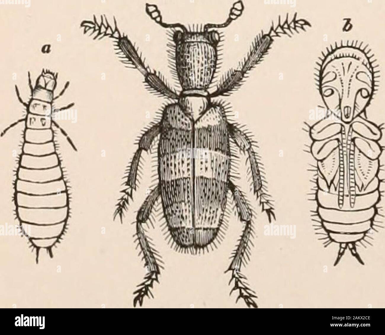 Entomology for beginners; for the use of young folks, fruitgrowers, farmers, and gardeners; . wed behind; eyes smooth. Cupescapitaf a Fabr. Family Ptinidae.—Head not narrowed behind; eyes granulated;mesothoracic epimera not reaching the coxse; antennae with usually9-11 joints, variable in form. Beetles mostly of small size, oftenliving in partly decayed vegetable matter. Ptinus fur Linn, some-times attacks museum collections. Anobium is the death-tick, and itsally, Sitodrepa paniceaF&br., has proved at times to be a museum pest.Family Cleridae.—Antennae inserted at the sides of the front, usua Stock Photo