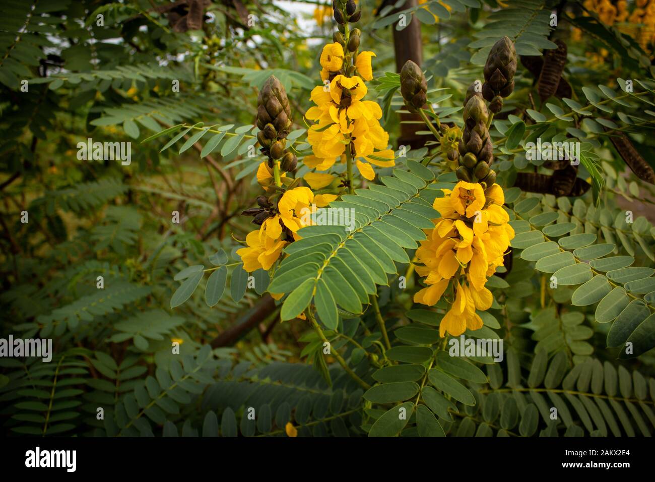 Beautiful yellow flowers commonly called as popcorn cassia (Senna didymobotrya) seen in Masinagudi, Mudumalai National Park, Tamil Nadu - Karnataka St Stock Photo