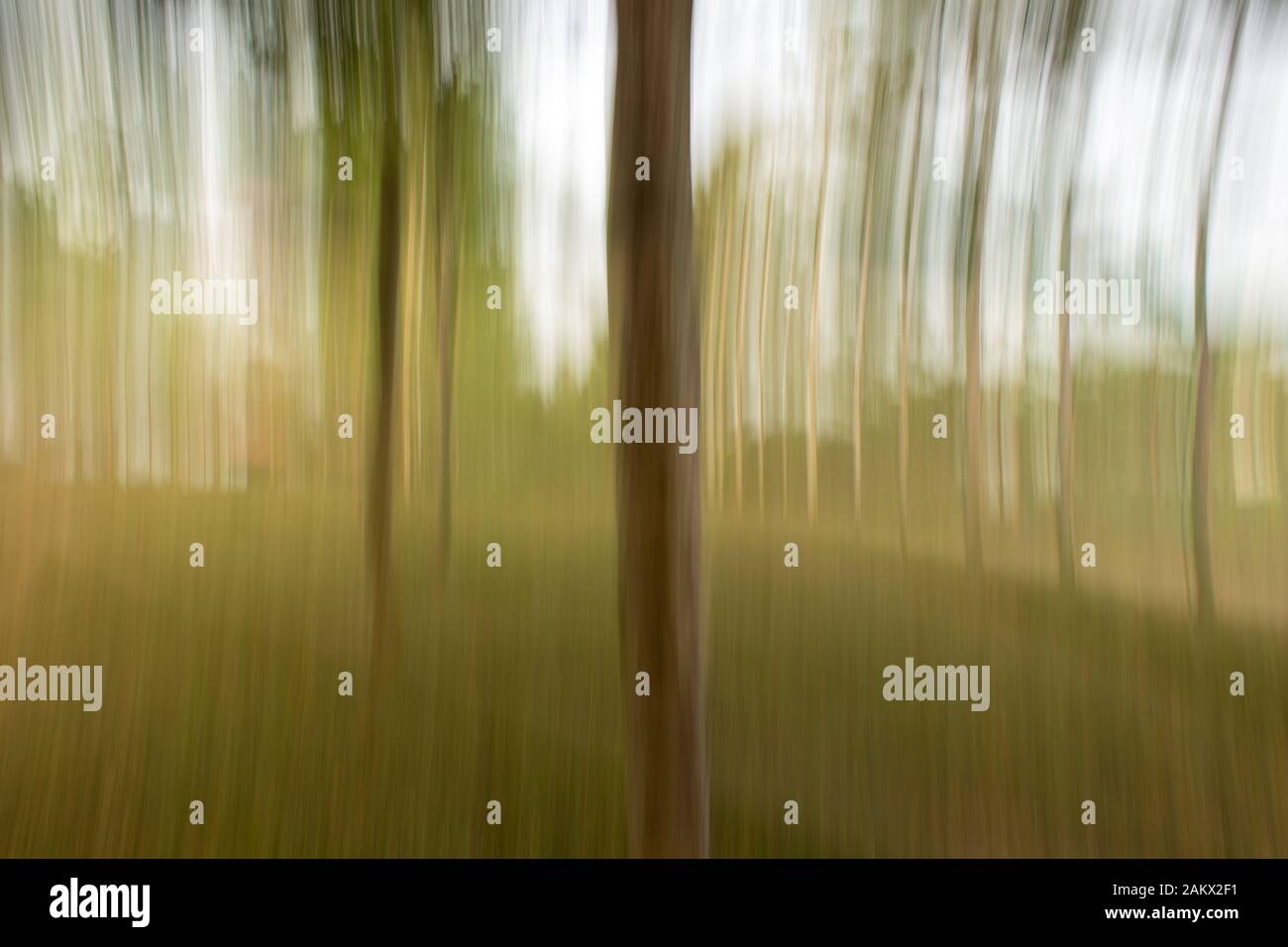 Photographed trees using ICMintentional camera movement technique of