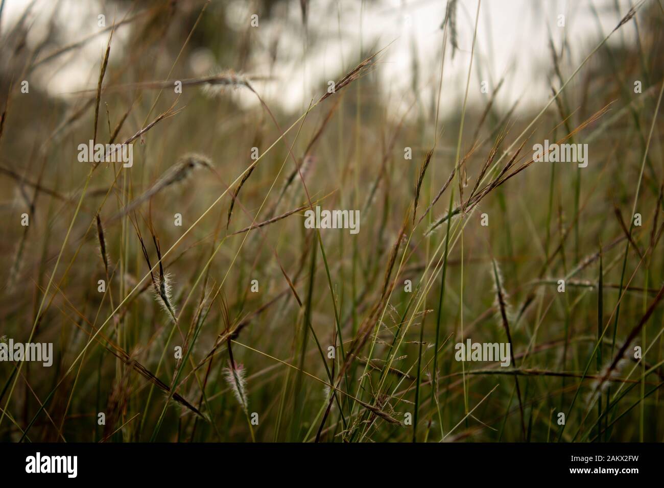 Close view of the wild grass growth along the forest area in Masinagudi