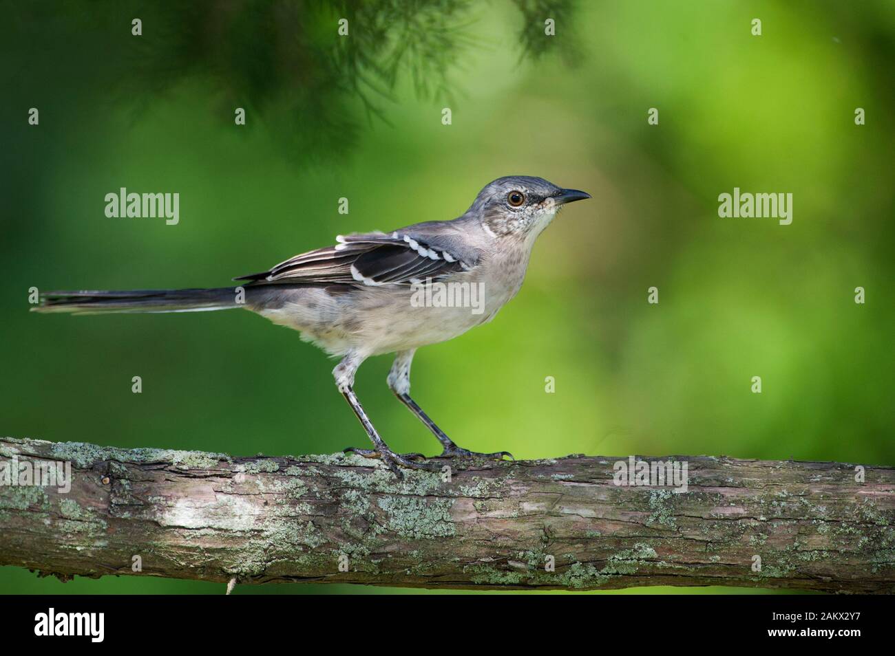 Young northern mockingbird Stock Photo Alamy