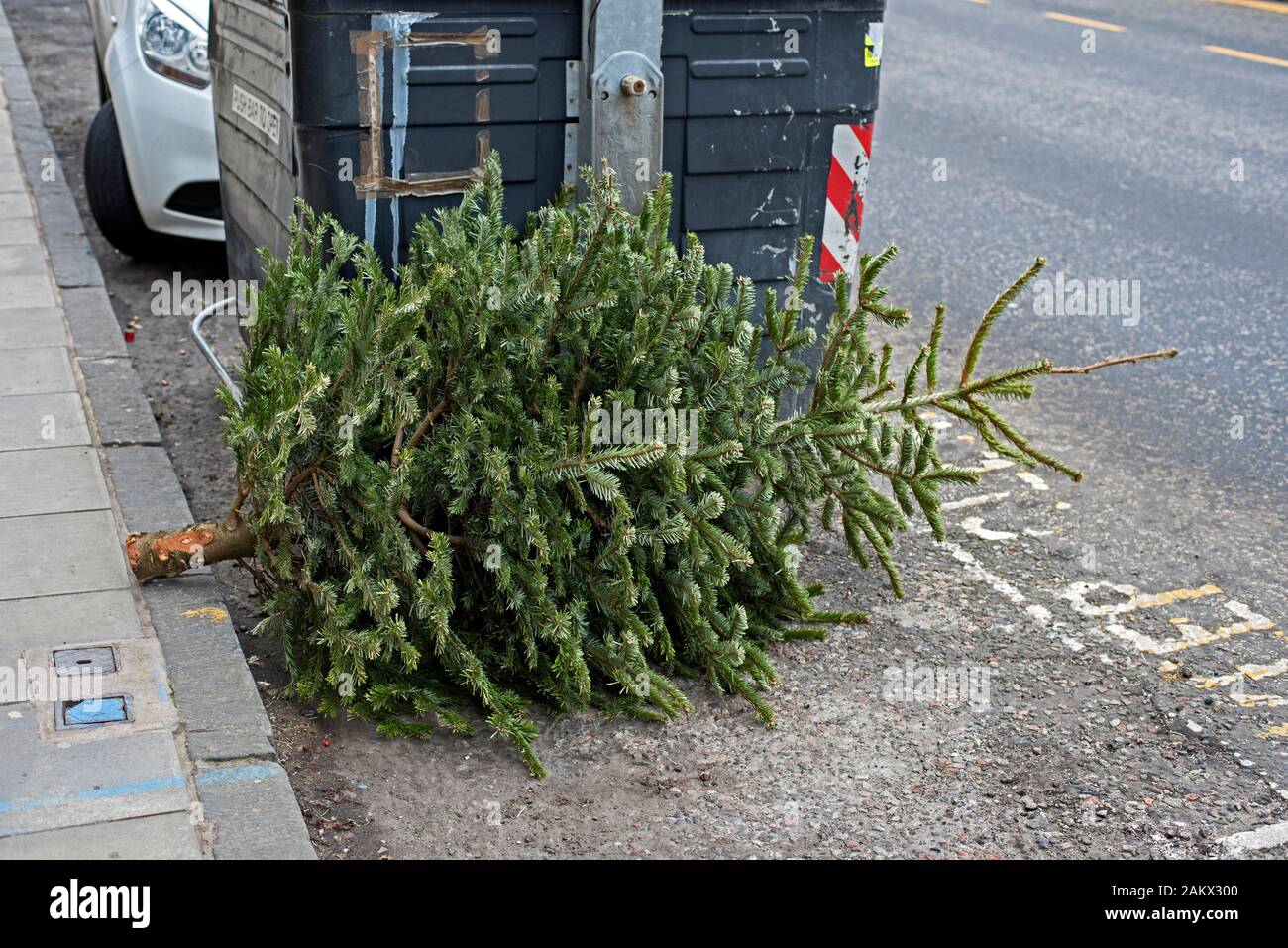 Discarded Christmas Tree Stock Photo Alamy