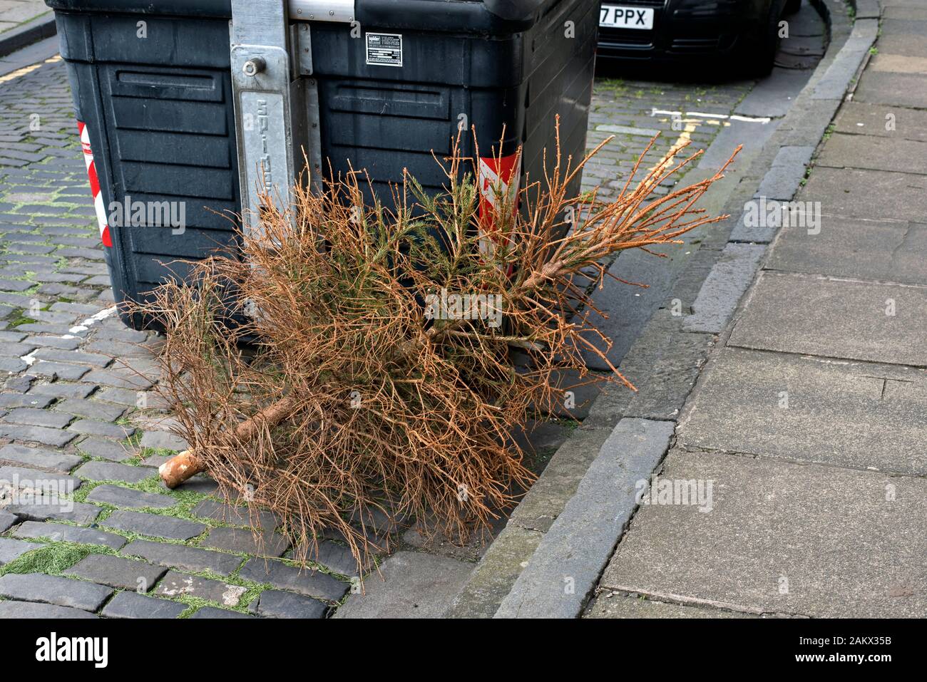 Discarded Christmas Tree Stock Photo Alamy