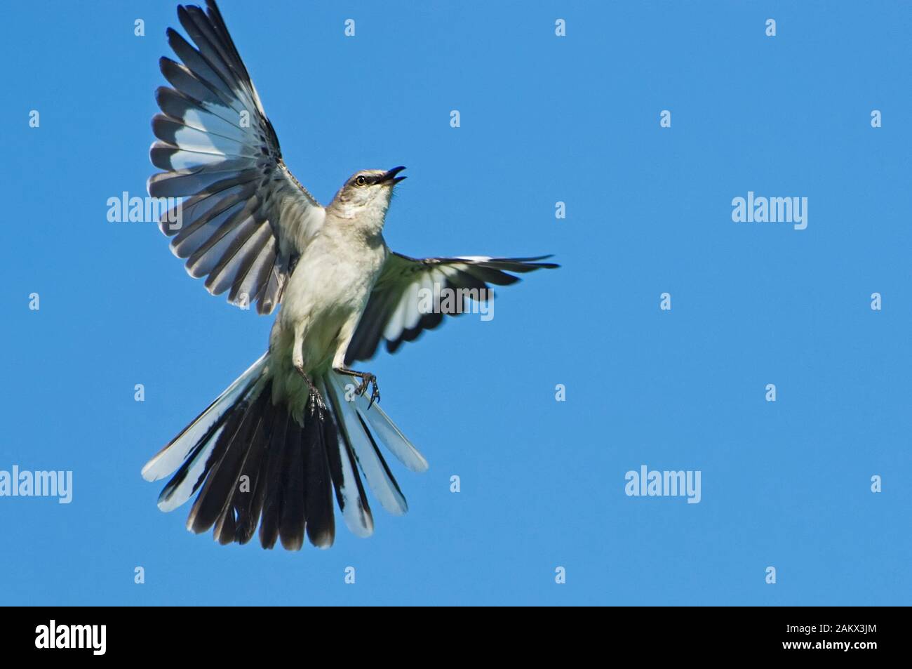 Mockingbird flying hi-res stock photography and images - Alamy