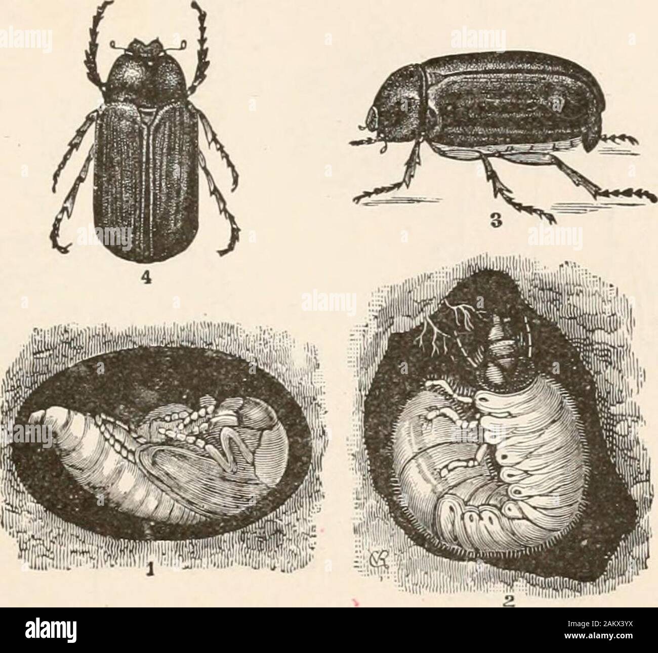 Entomology for beginners; for the use of young folks, fruitgrowers, farmers, and gardeners; . FIG. 107. — The lesser Pri-onus. Natural size.—AfterRiley. ORDER COLEOPTERA. 107 ceeded by the grape beetle, Pelidnota. punctata Linn., and the Gold-smith beetle, Cotalpa lanigera Linn. The May-beetle, or dor-bug, is a. FIG. 108.—Metamorphosis of the May-beetle. 2, grub or larva; 1, pupa ; 3, 4,beetle. Natural size.—After Riley. very common species; its larva devours the roots of grass, sometimesinjuring lawns, also the roots of seedling trees in plantations. Allied Stock Photo