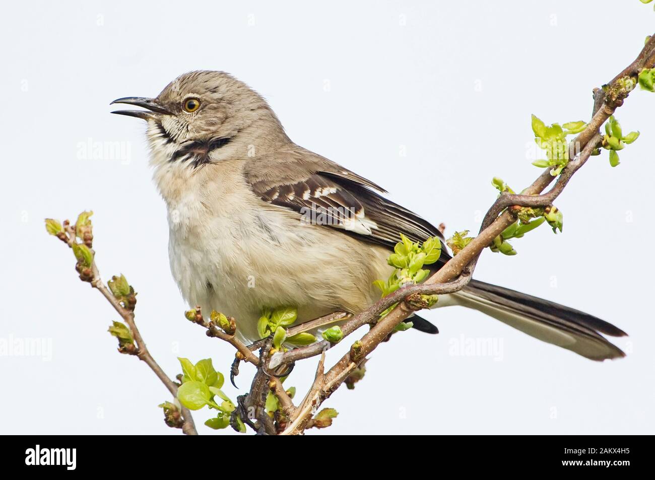 Northern mockingbird singing hi-res stock photography and images - Alamy