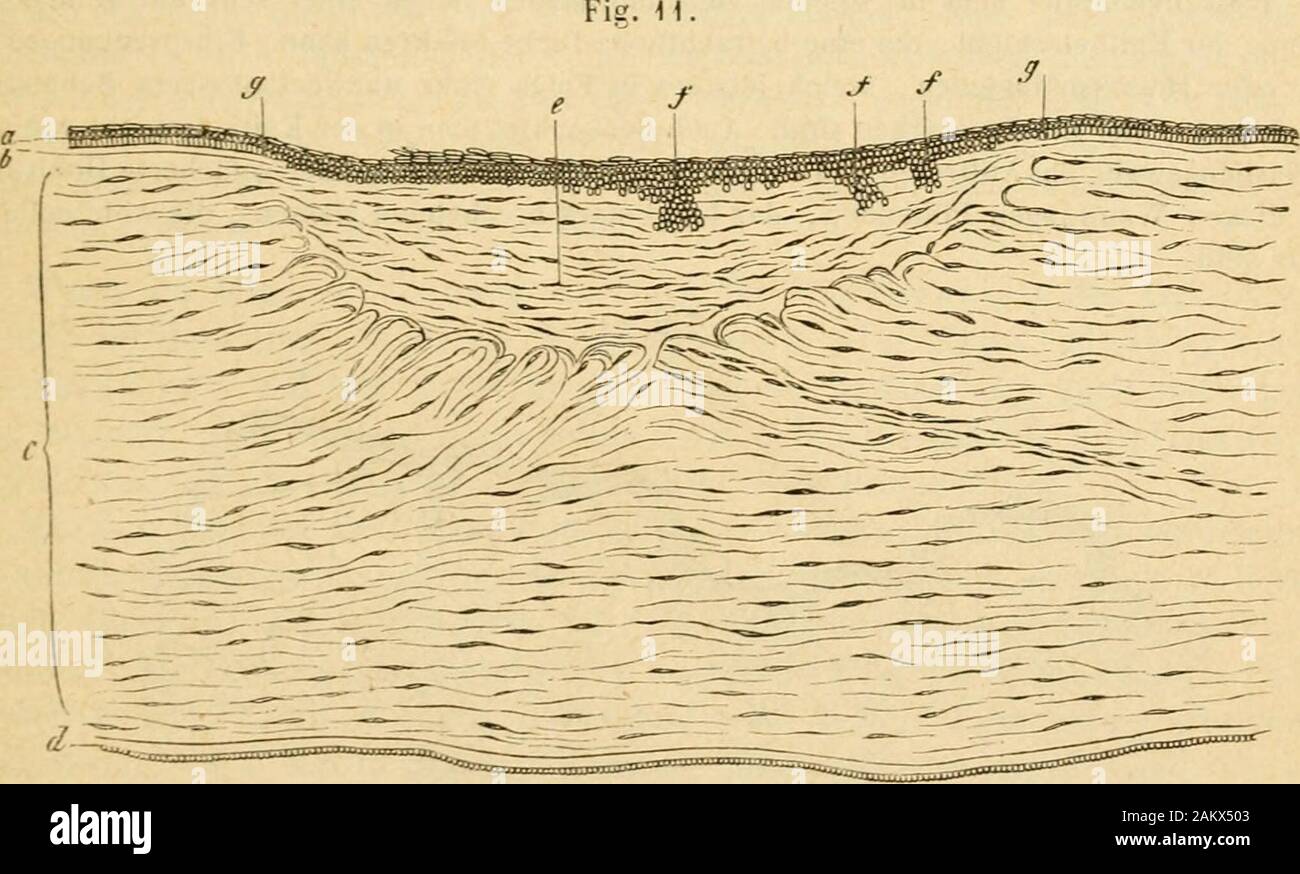 Bleibende High Resolution Stock Photography And Images Alamy
