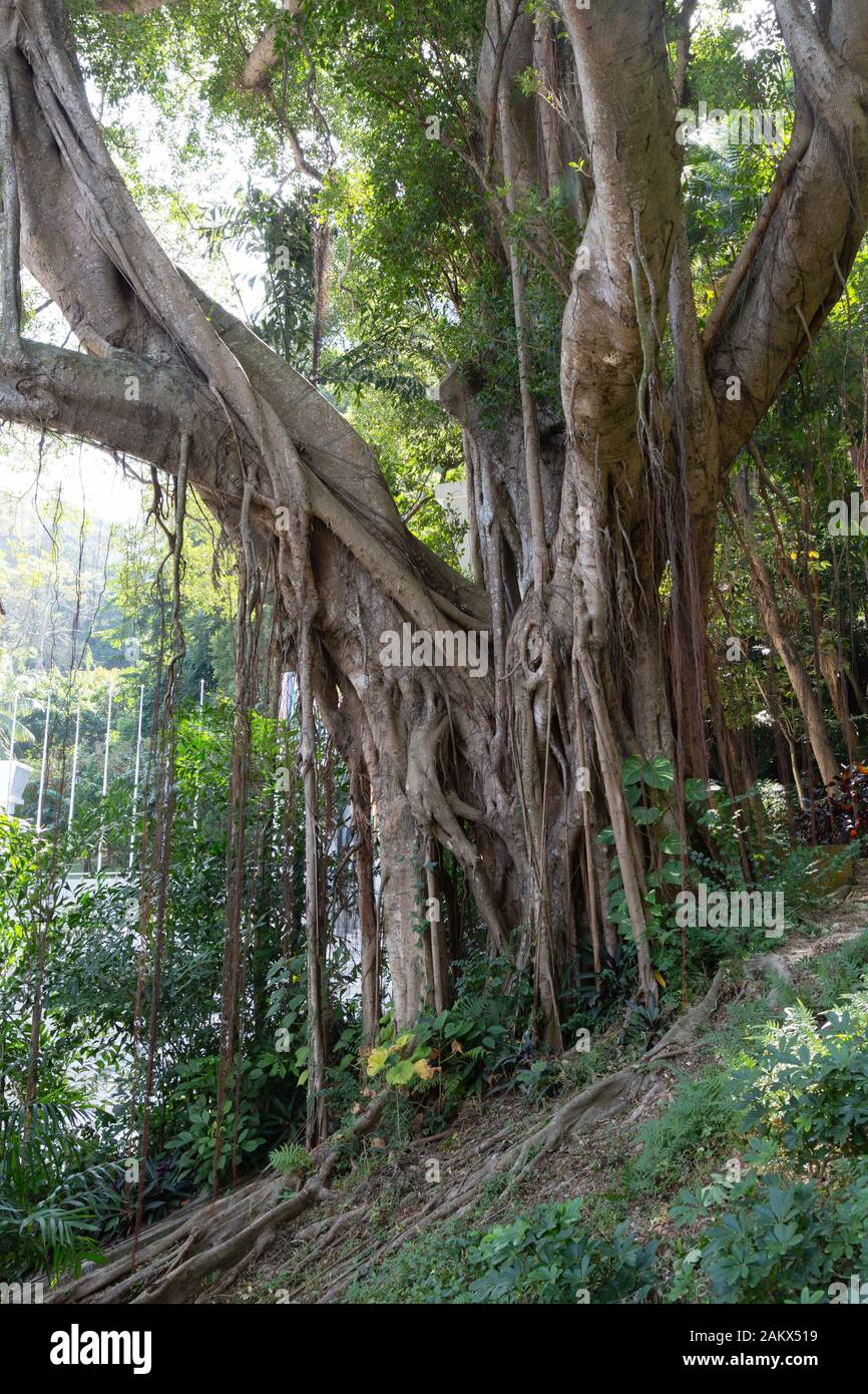 Chinese Banyan tree, Ficus Microcarpa, aka. Gajumaru, Curtain Fig, Indian Laurel or Malayan Banyan, growing in Hong Kong Asia Stock Photo