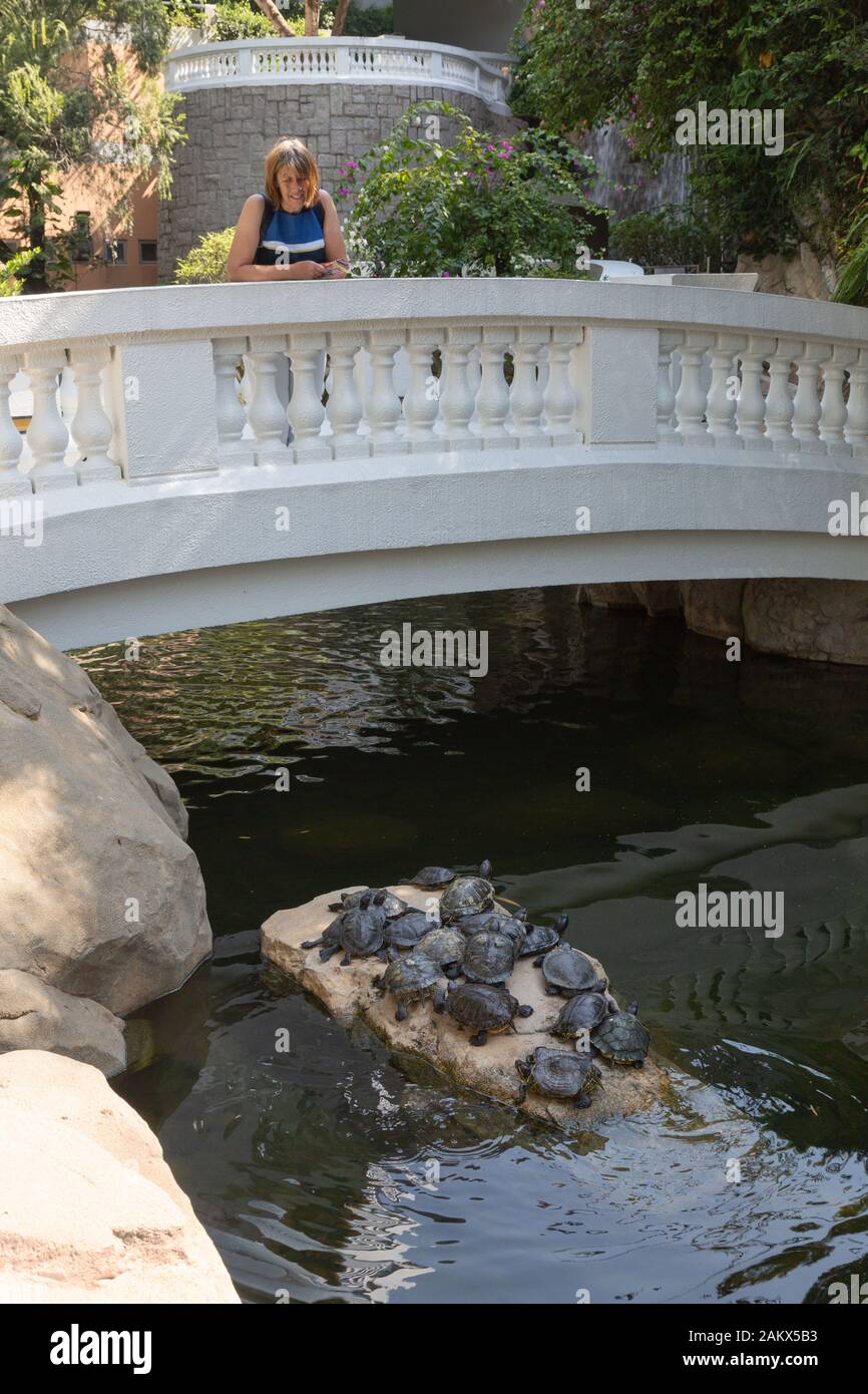 Hong Kong tourist - a tourist looking at the terrapins in Hong Kong Park; Hong Kong Island, Hong Kong Asia Stock Photo