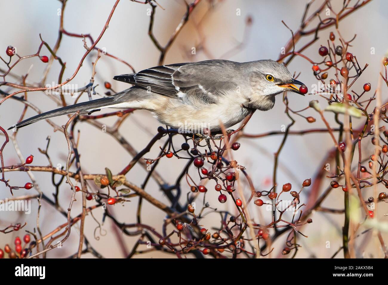 Northern mockingbird feeding with full crop on berries Stock Photo