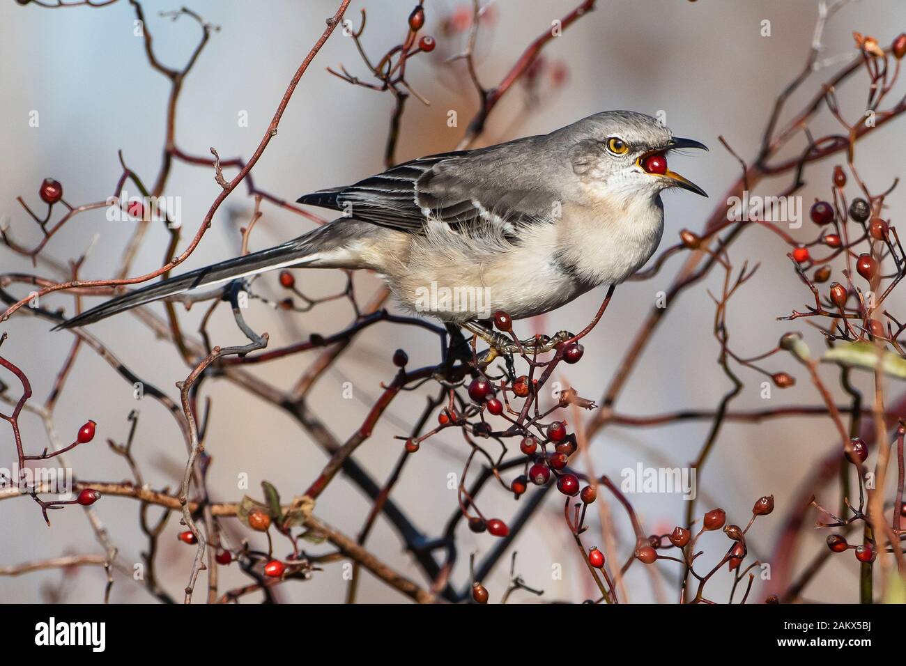 Northern mockingbird feeding with full crop on berries Stock Photo