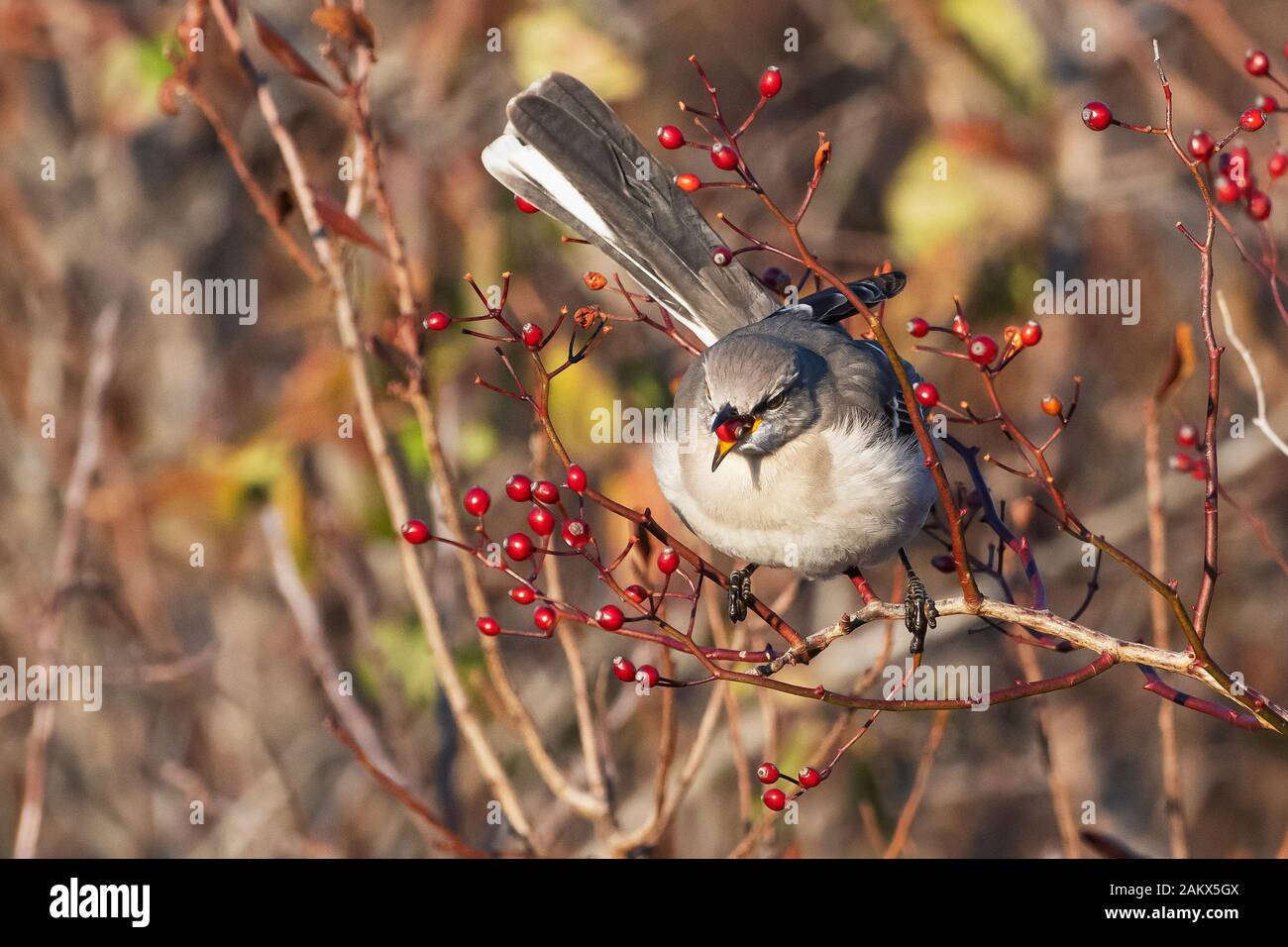 Northern mockingbird feeding on berries Stock Photo