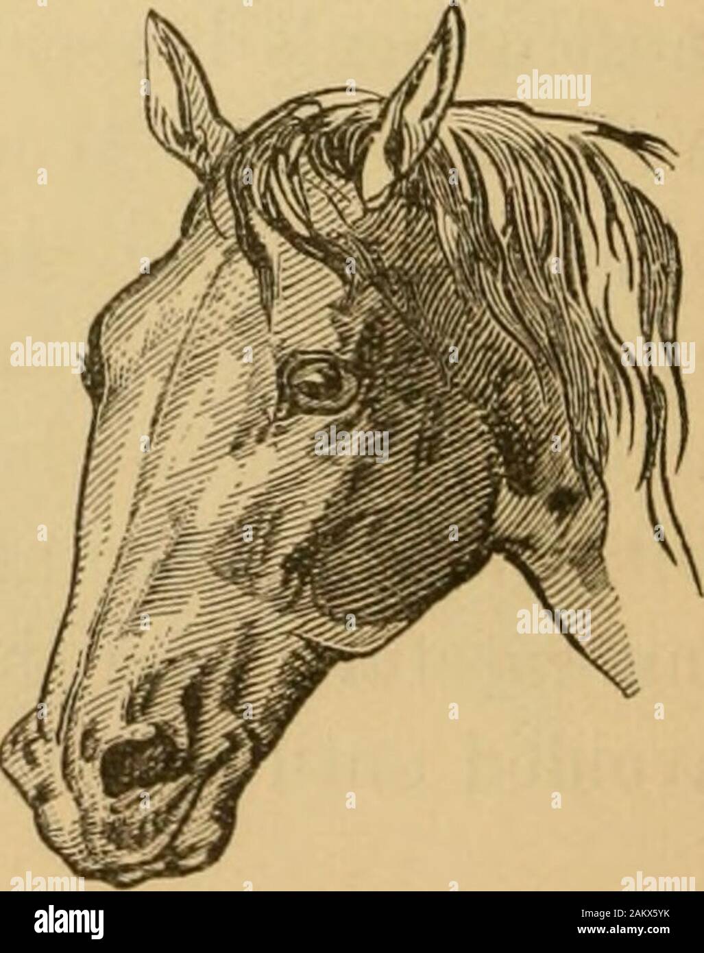 First impression horse hires stock photography and images Alamy