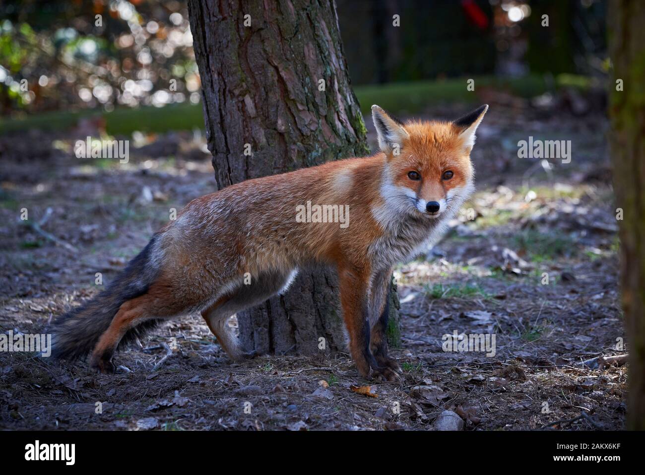 Red fox in the forest hi-res stock photography and images - Alamy