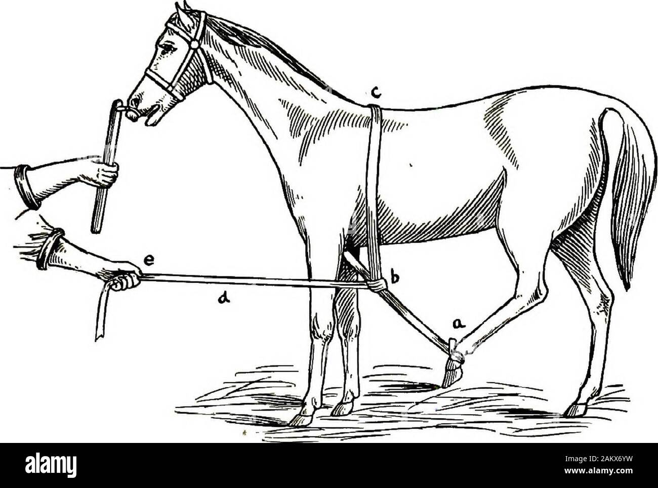 Restraint of domestic animals; a book for the use of students and