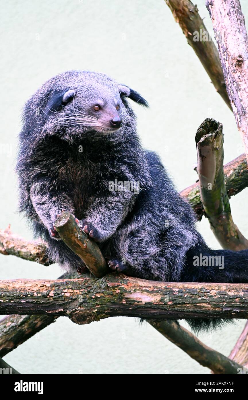 a rare binturong rests on a tree to control the environment Stock Photo