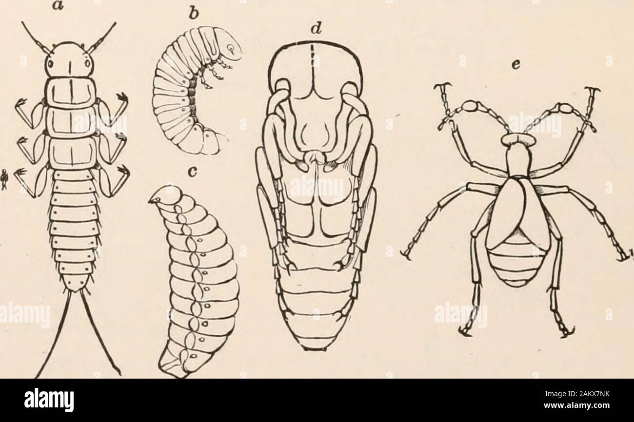 Entomology for beginners; for the use of young folks, fruitgrowers, farmers, and gardeners; . like, with a flattened tri- 102 ENTOMOLOGY. angular head, and live within the abdomen of bees and wasps,though certain foreign genera are parasites in ants and Homoptera.The female is viviparous, giving birth to hundreds of very minuteyoung, which are of very primitive form, with bulbous feet, theslender, hairy body ending in two long styles, and the intestine end-ing as a closed sack. Stylops children! Gray; Xenos peckii Kirbylives in a common wasp (Polistes metricus Say). Family Rhipiphoridae.—Tarsi Stock Photo