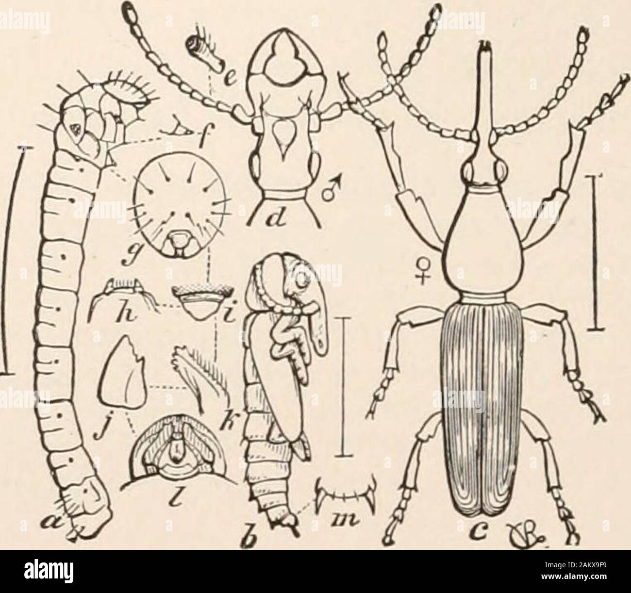 What Do Weevils Look Like? A Closer Look At The Pests In