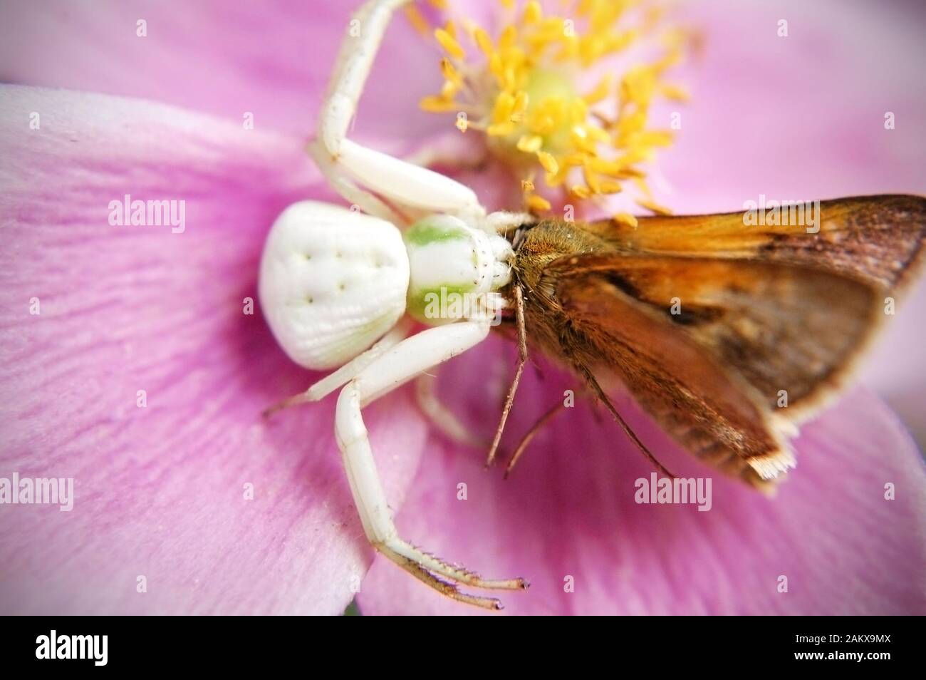 Macro shot of a Whitebanded Crab Spider eating a Monarch butterfly on a Japanese Anemone. Stock Photo