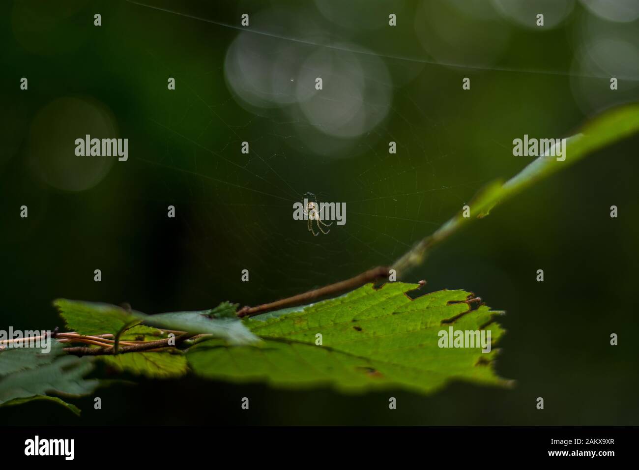The Web Master Stock Photo - Alamy