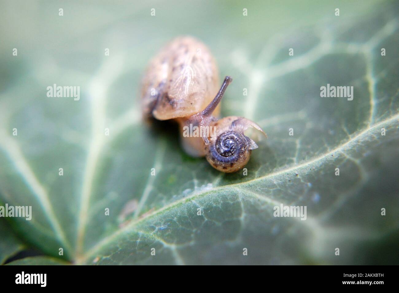 Macro shot of two snails on English Ivy. Stock Photo