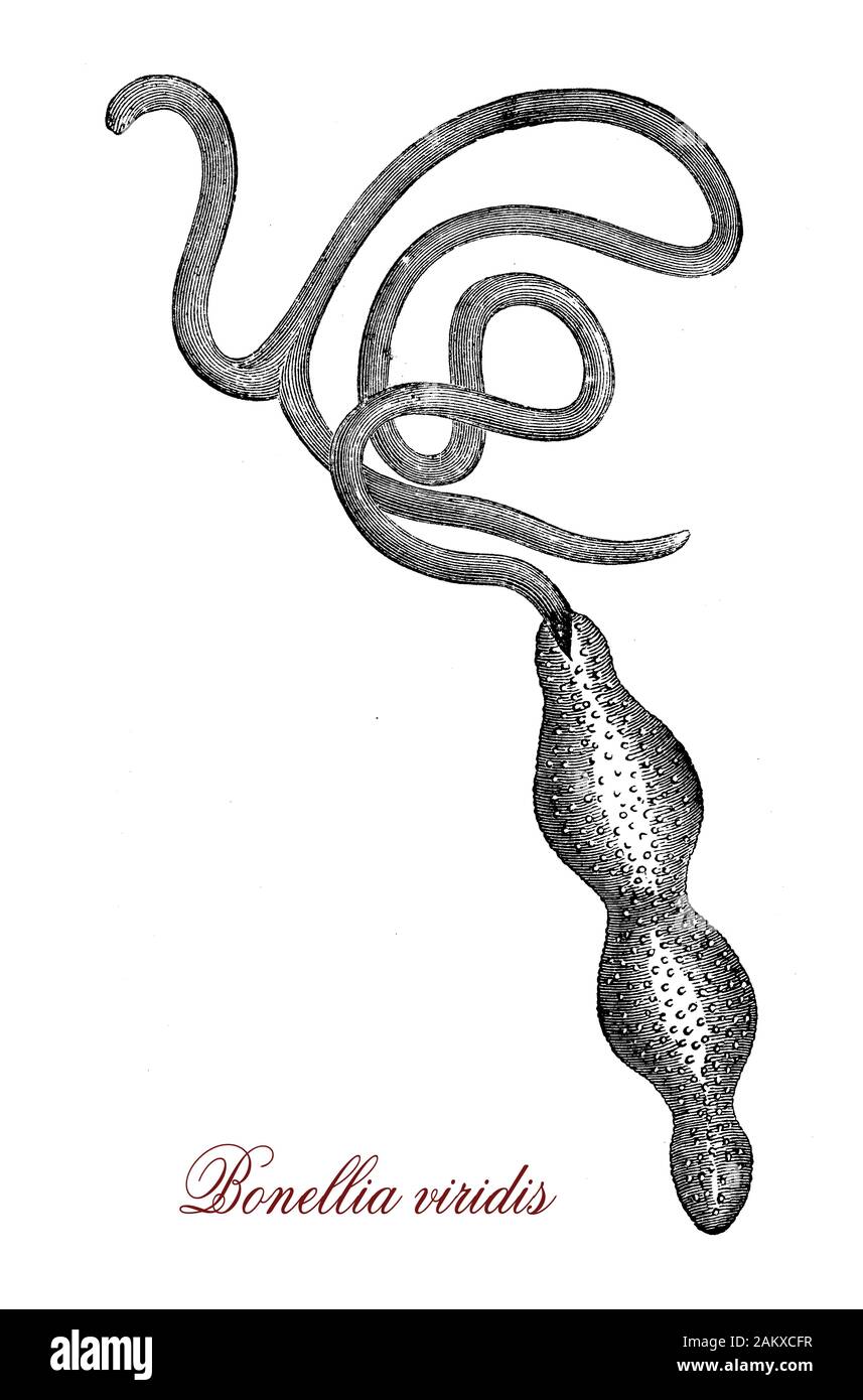 Bonellia viridis or green spoonworm is a marine worm with a green sausage-shape living in the sea floor of Atlantic ocean and  Mediterranean sea Stock Photo