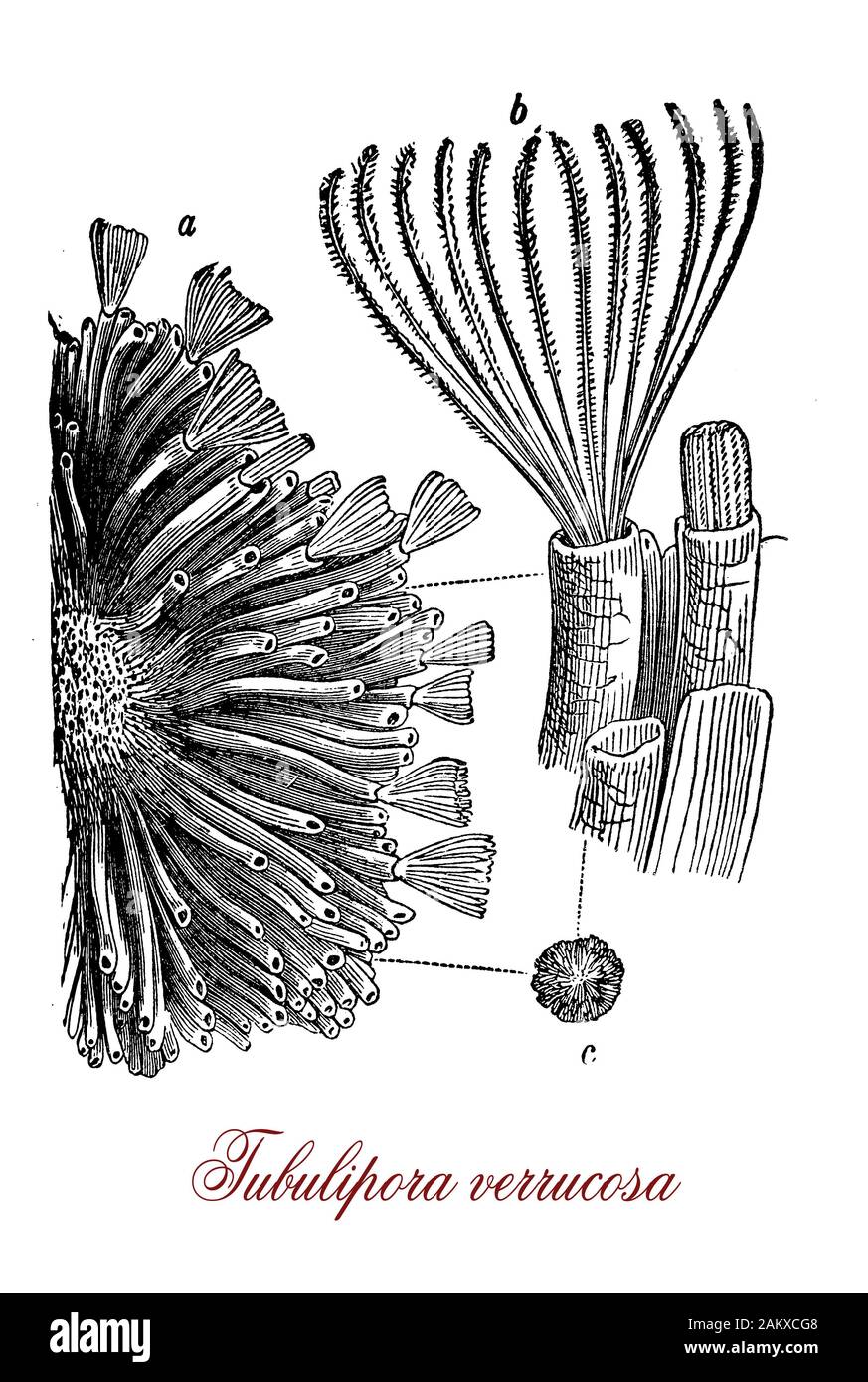 Tubulipora verrucosa ancient invertebrate jawless fish dominant in the Mesozoic with long curved calcareous tubes with terminal apertures which are either circular or polygonal in shape,living in colonies on the continental shelf Stock Photo