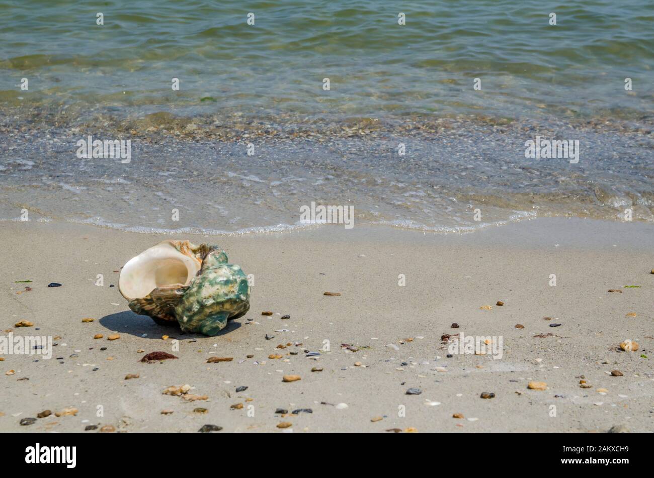 Large seashell Turbo Marmoratus on the beach Stock Photo