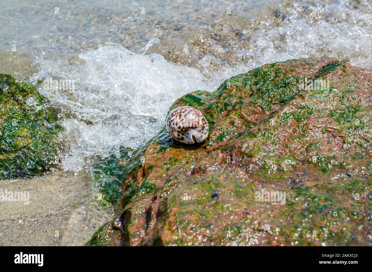 Shell Cypraea Tigris on a rock by the sea Stock Photo
