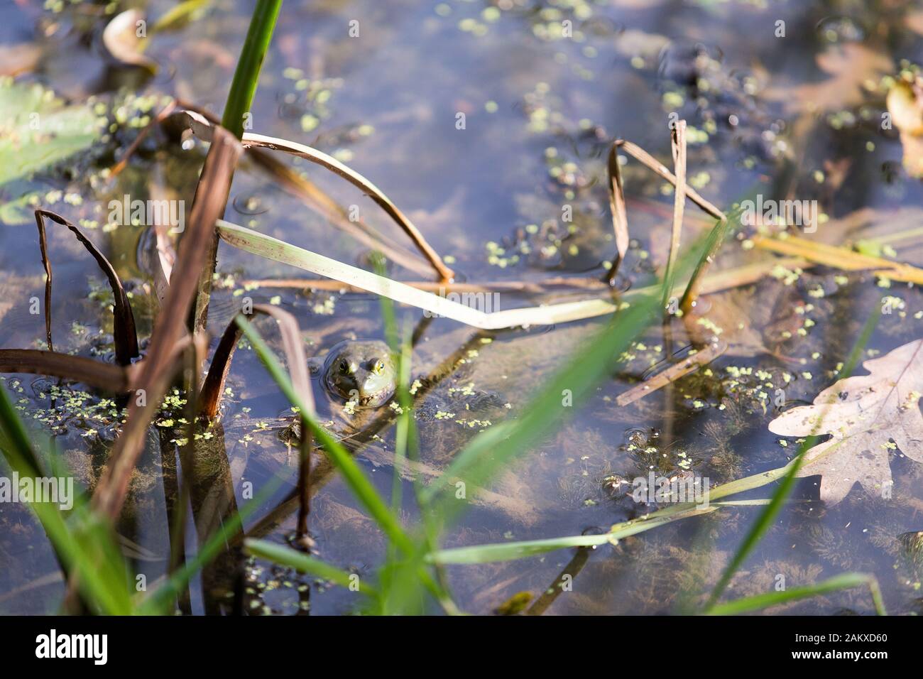 Bullfrog peaks out of pond Stock Photo