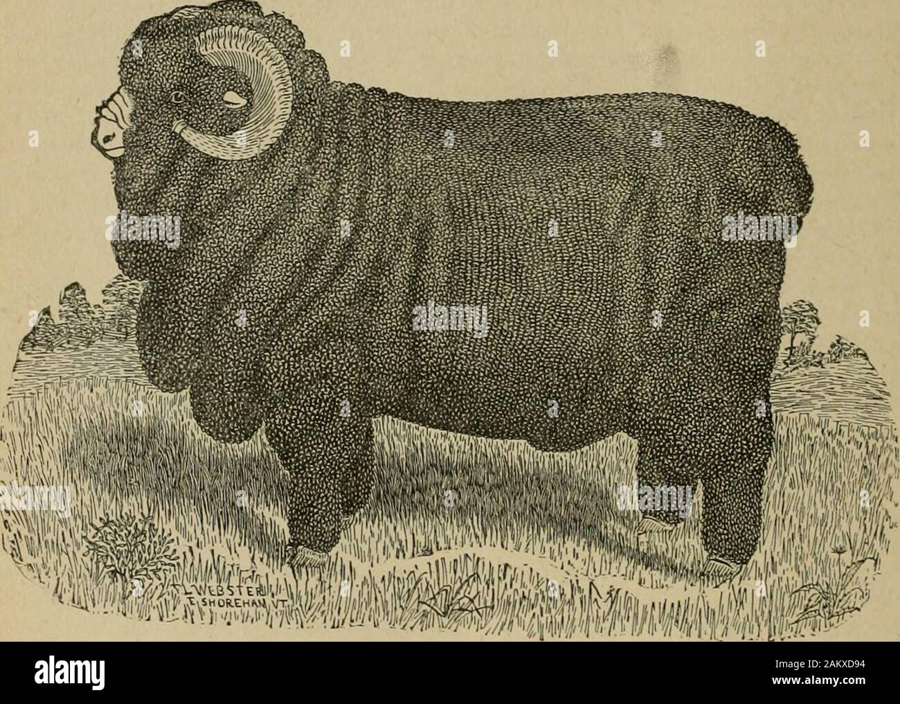 Formed Sheep American farming and stock raising, with useful facts for the household ...