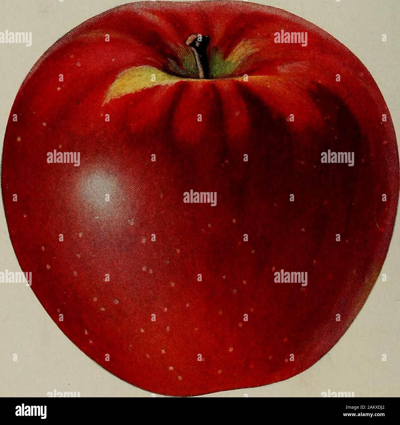 *Pomme 99 Apples | Total Wine & More