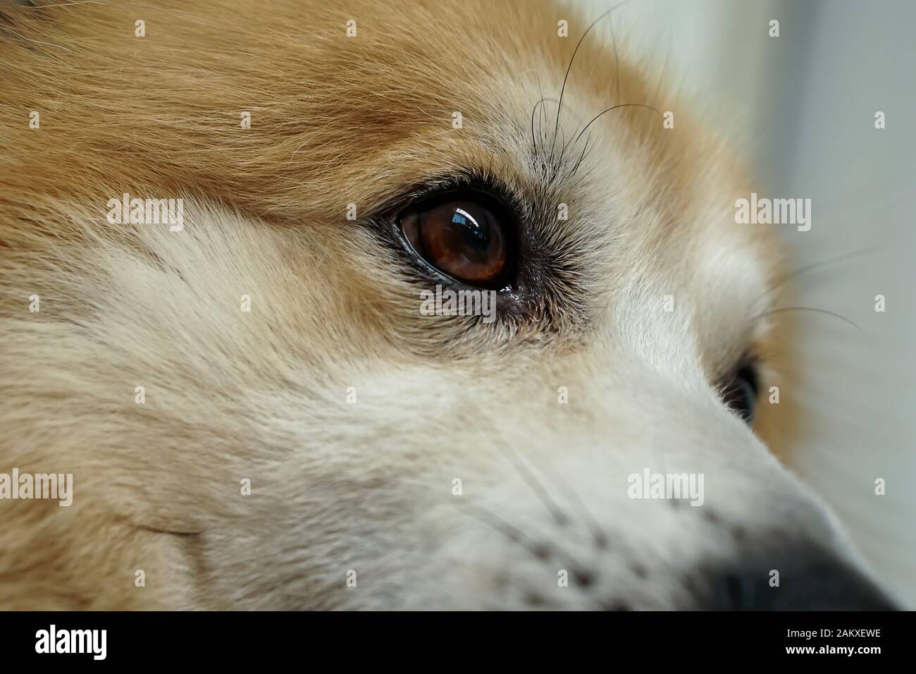 Head and eyes of dogs Its fur is brown and white. It is absent-minded Stock  Photo - Alamy