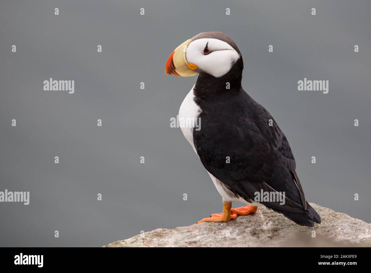 Puffins in the High Arctic Stock Photo