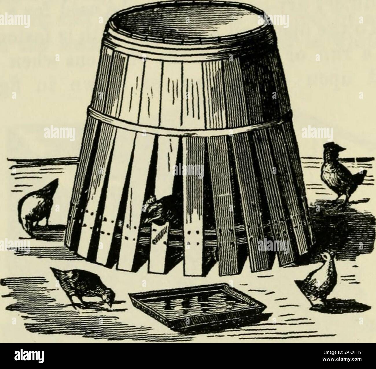 Profits In Poultry Useful And Ornamental Breeds And Their Profitable Management Or May Be Made Tobring Up Two Or Three Broods Together And The Hens Dis Carded As Mothers Go To Official account for the box music no.1 for the freshest new music! alamy