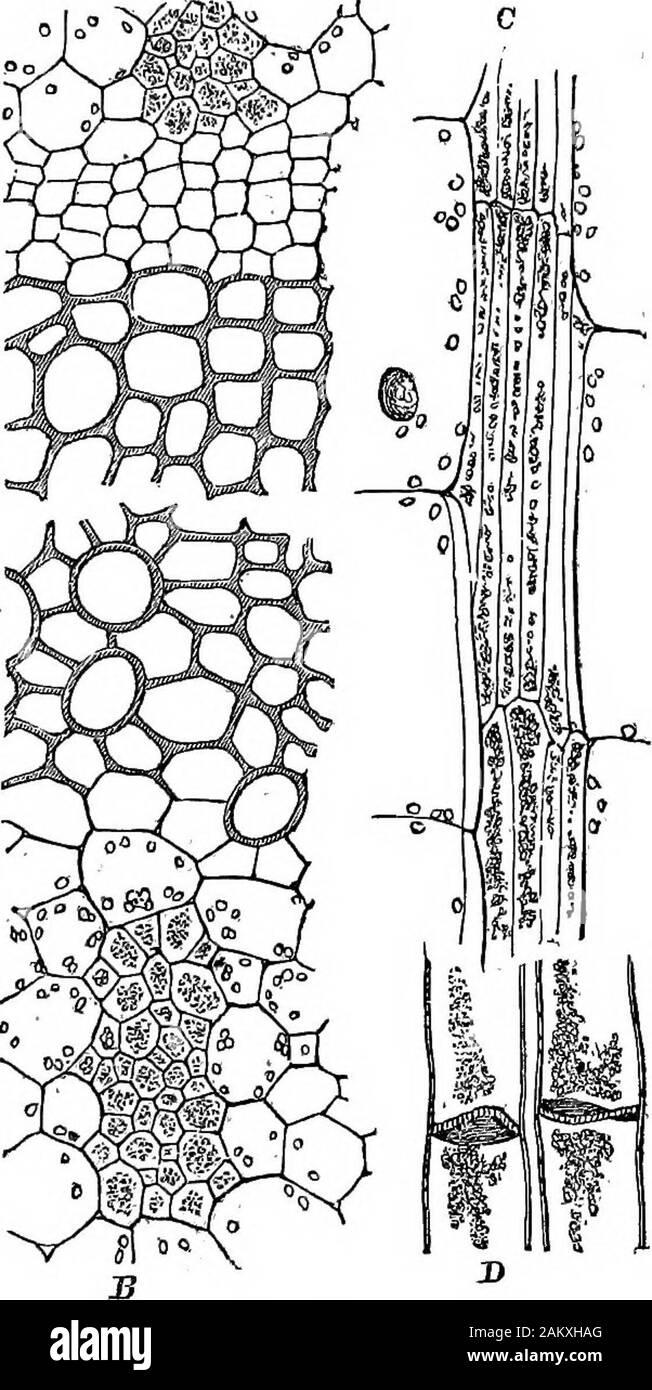 How crops growA treatise on the chemical composition, structure, and life of the plant, for all students of agriculture .. . NS OF PLANTS. 281 a. the sieve-cells in the overground stem of the potato; A,-B, cross-section of parts of vascular bundle—-4, exteriorpart towards rind; ^, interior portion next to pith—a, a,cell-tissue inclosing a the smaller sieve-cells, A, JB, which «contain sap turbidwith minute gran-  ules; b, cambiumcells; c, wood-cells(which are absent inthe potato tuber;) d, ^ducts intermingledwith wood-cells. Orepresents a sectionlengthwise of thesieve-ducts; and D,more highly Stock Photo