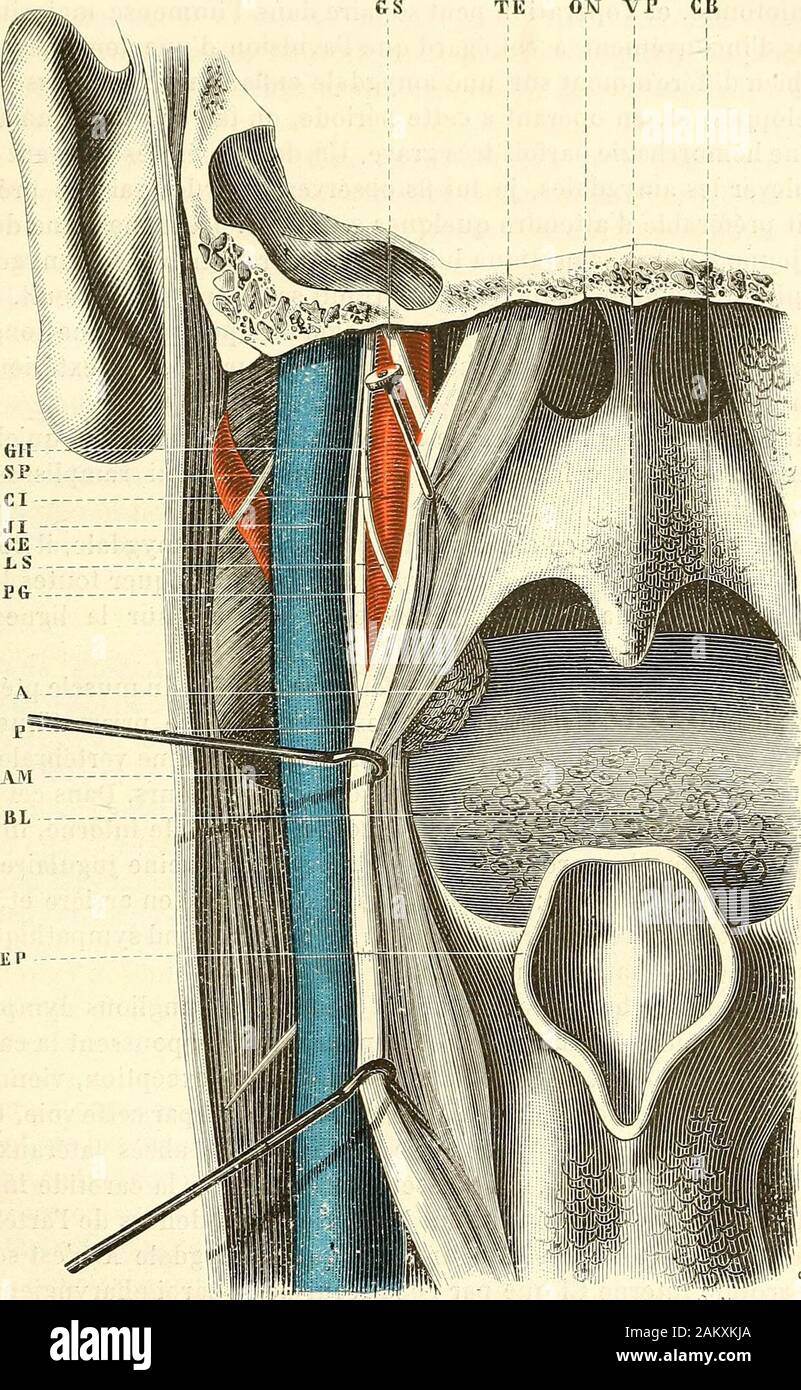 Traité d'anatomie topographique avec applications a la chirurgie . te et  attire à lui la lame. Le tissu de lamygdale est normalement dense et serré  : aussi se laisse-t-iltrès facilement diviser par