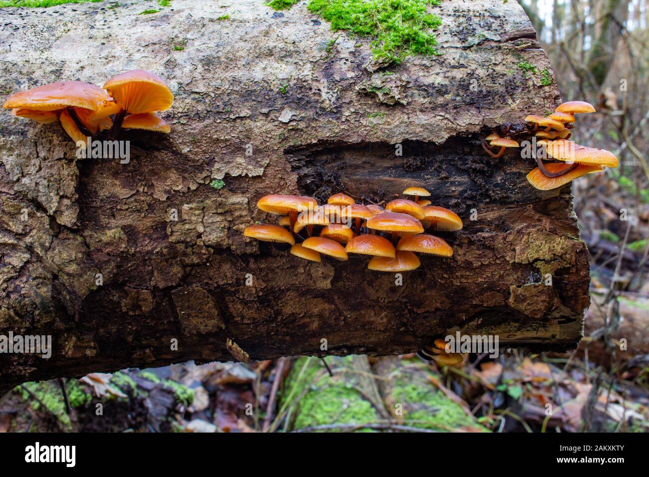 Wild Enoki Mushrooms On A Dead Tree Also Called Flammulina Velutipes Or Gemeiner Samtfussrubling Stock Photo Alamy