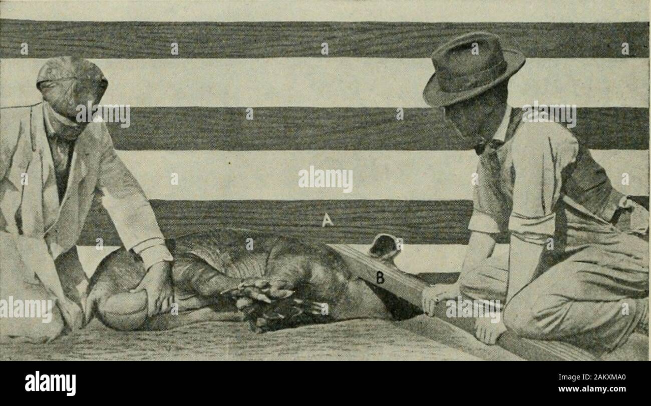Diseases of swine, with particluar reference to hog-cholera . Fig. 101.—Restraint of large boar for castration.. Fig. 102.—Restraint for castration. first, on account of the great strength of the animal compared to itssize; and, second, on account of there being no favorable part orappendage of the hog by which a firm handhold can be taken. CASTRATION OF BOARS 713 Satisfactory restraint may be had by several different methods.Figure 100 illustrates casting and tying the animal by bringingthree feet together. To thus secure a large hog requires consider-able time and much effort, besides requir Stock Photo