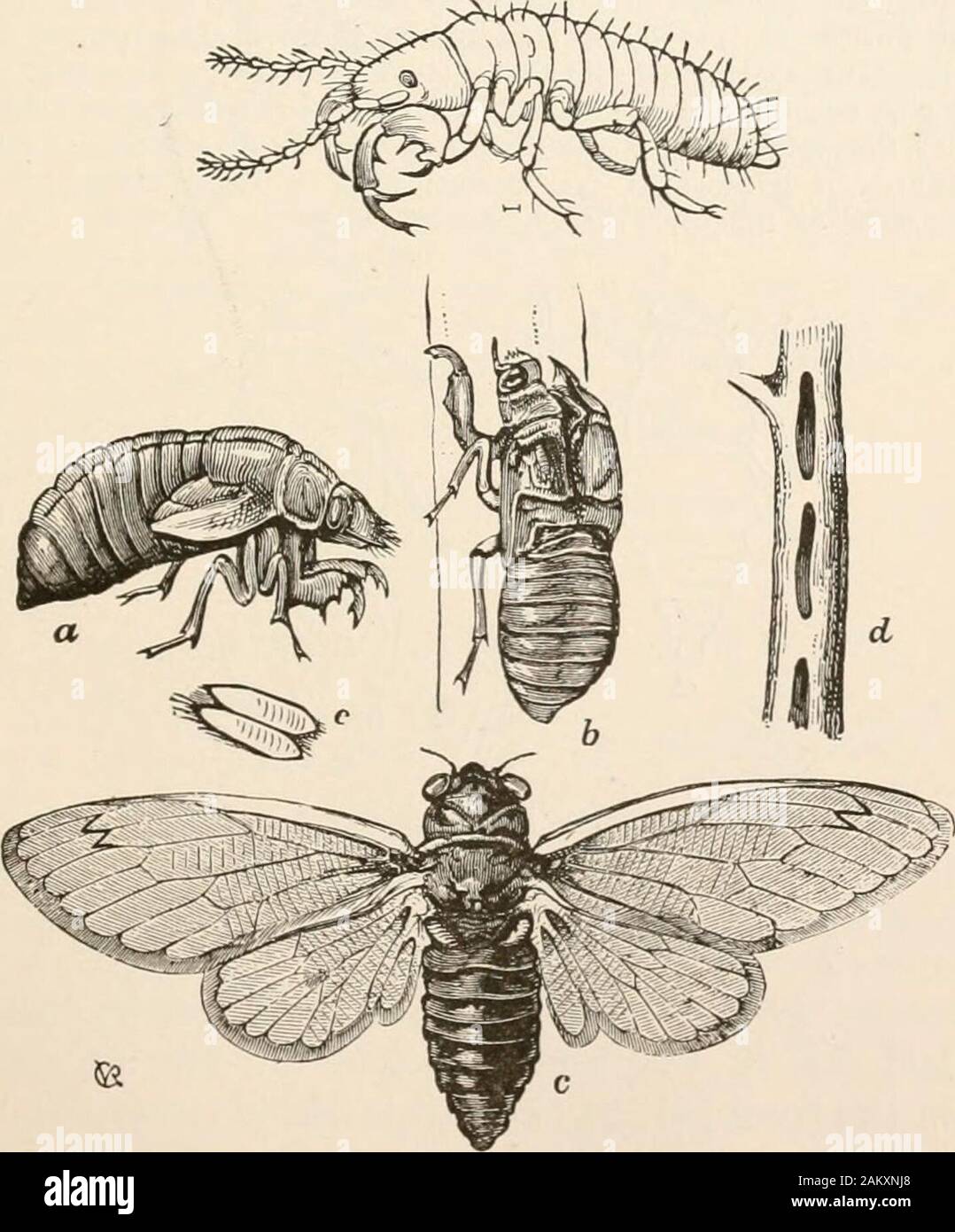 Entomology for beginners; for the use of young folks, fruitgrowers, farmers, and gardeners; . FIG. W.—Psylla tripunctata.—After Riley. are generally conical, with a broad head, with long, 10-jointed an-tennaj and short legs, the hinder ones adapted for springing; the. FIG. 68.—Seventeen-year Cicada. A. larva; o, pupa; b, its cast skin splitthe back; e. eggs; d, gashes made for them in a twig. All except A naturalsize.—After Riley. 6 82 ENTOMOLOGY. wings are thickened, folded roof-like over the body, while the youngare often covered with a white cottony mass. Psylla pyri Schmidtinjures the pear Stock Photo