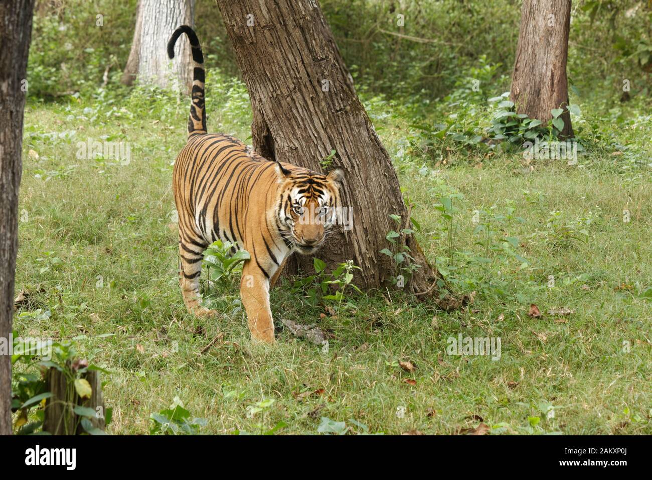 Male Royal Bengal Tiger Stock Photo - Alamy