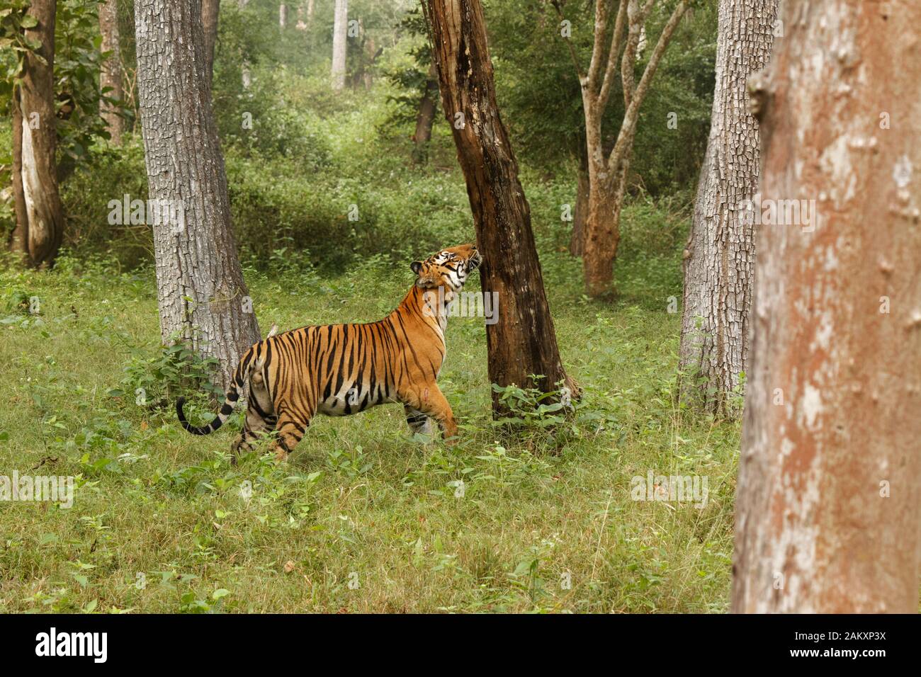 Male Royal Bengal Tiger Stock Photo Alamy