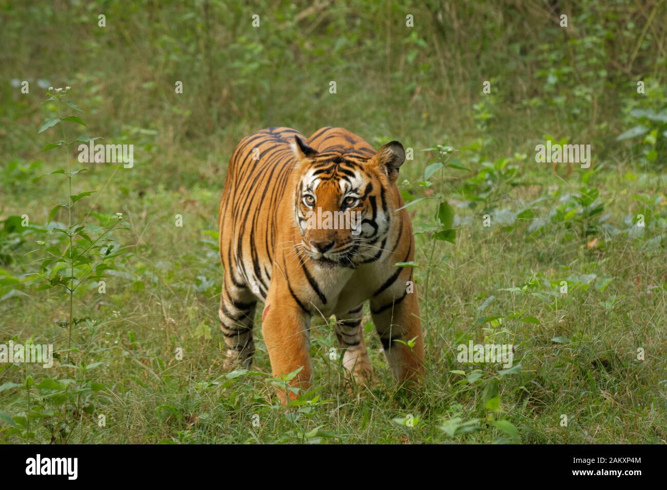 Male Royal Bengal Tiger Stock Photo - Alamy